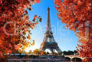Maple tree in Paris
