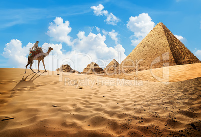Camel near pyramids