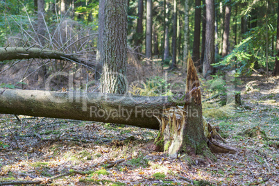 Sturmschäden im Wald