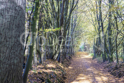 Baumallee im Herbst