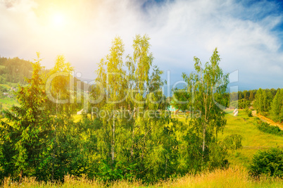 Slopes of the mountains, beautiful spruce and a bright sunset.