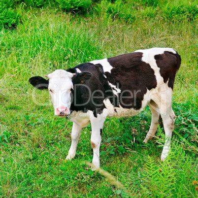 Beautiful black and white little calf in green grass.