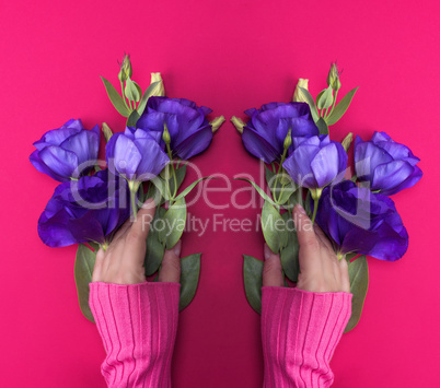 hand in a pink sweater holding a branch of a blue flower