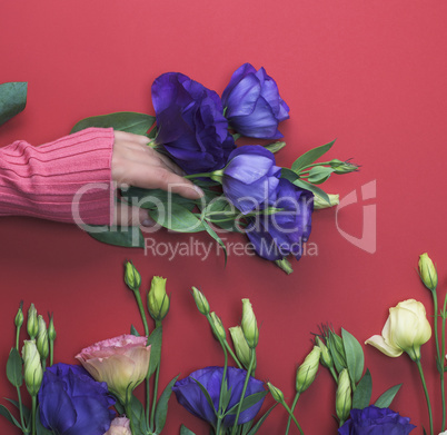 hand in a pink sweater holding a branch of a blue flower