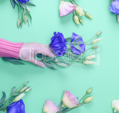 hand in a pink sweater holding a branch of a flower