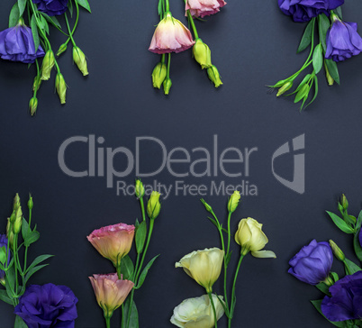 purple and pink eustoma flowers on a black paper background