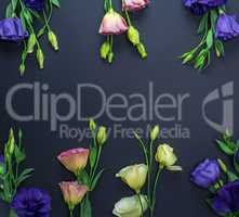 purple and pink eustoma flowers on a black paper background