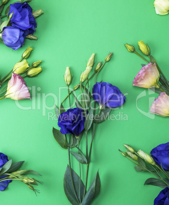 fresh blooming flowers Eustoma Lisianthus