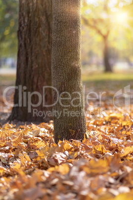 maple trunk and fallen yellow leaves