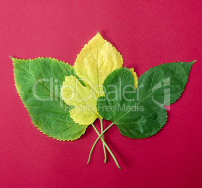 three green and yellow leaves of a mulberry