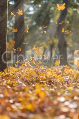 falling dry yellow maple leaves in the rays of a bright sun