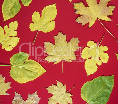 red background with yellow leaves of maple and mulberry