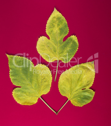 three yellow leaves of a mulberry on a red background