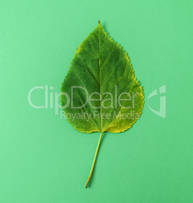 green leaf of mulberry on green background