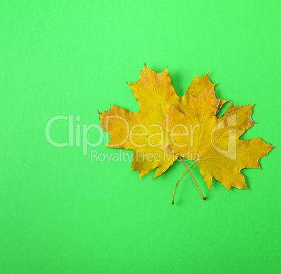 two yellow leaves of a maple
