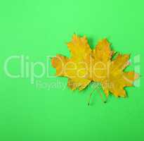 two yellow leaves of a maple