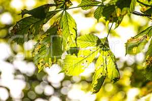 Chestnut leaves in back-light