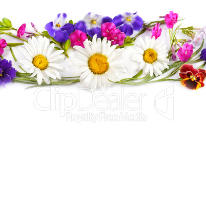 Chamomile and Violet isolated on white background. Flat lay, top