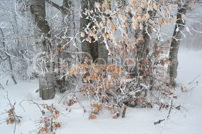 Beech trees in fog and snow