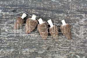 Preparation for Morel drying