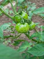 Green tomato fruits with yellowish hue growth in soil