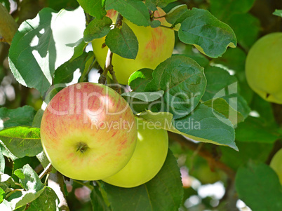 Apple striped fruits hanging on the branch