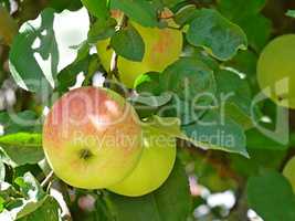 Apple striped fruits hanging on the branch