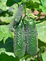 Green cucumbers ripening in garden
