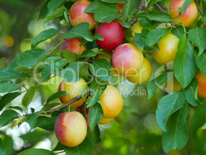 Cherry plum fruits on a branch