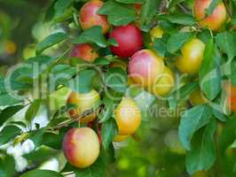 Cherry plum fruits on a branch