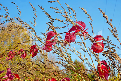 Red liana leaves on dried grass in autumn day