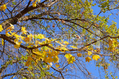Maple tree with yellow leaves against blue sky in autumn day