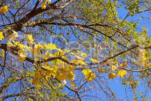 Maple tree with yellow leaves against blue sky in autumn day