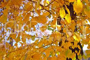 Linden tree with yellow leaves