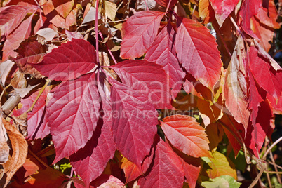 Bright red leaves of Virginia Creeper