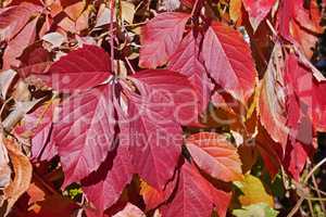 Bright red leaves of Virginia Creeper