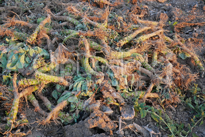 Crop waste heap of white cabbage torn root