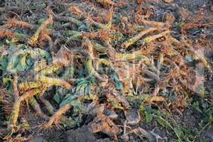 Crop waste heap of white cabbage torn root