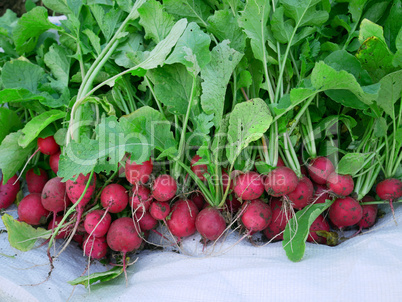 Radish Roots Heap On White Cloth