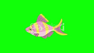 Rose-yellow striped  Aquarium Fish Chroma Key looped