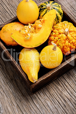 Autumn pumpkin in box