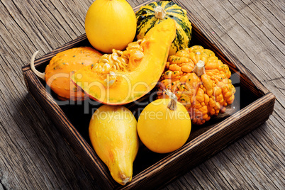 Autumn pumpkin in box