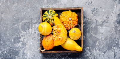 Autumn pumpkin in box