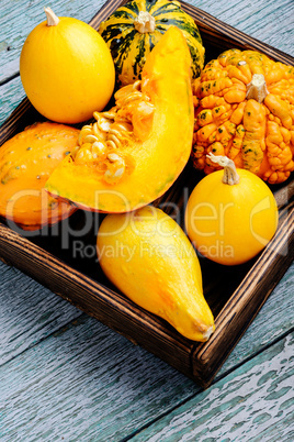Autumn pumpkin in box