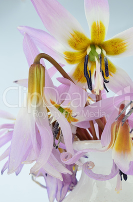 Erythronium dens-canis or The dog's-tooth-violet flowers