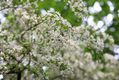 cherry-tree flower