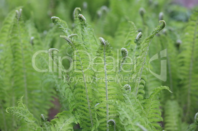 green fern at day