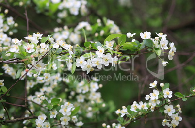 cherry-tree flower