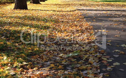 road in autumn day