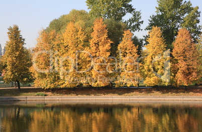 city park in gold fall